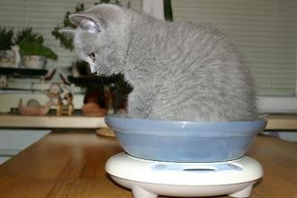 Kuchařka kuchařka Mačiatko