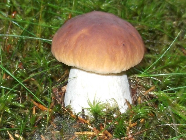 Kuchařka dědy Janika