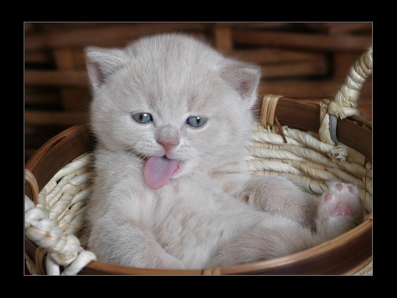 Jednoduchá kuchařka