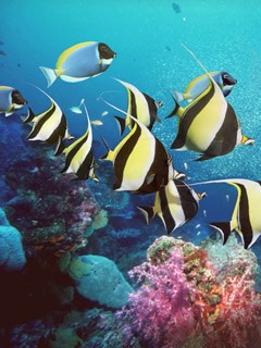 Kuchařka slané recepty