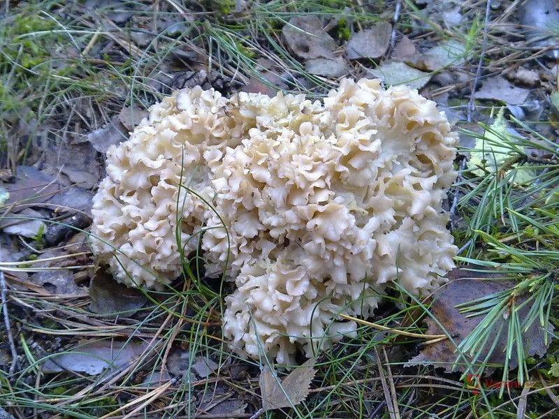 Drštková houbová polévka - fotografie 2