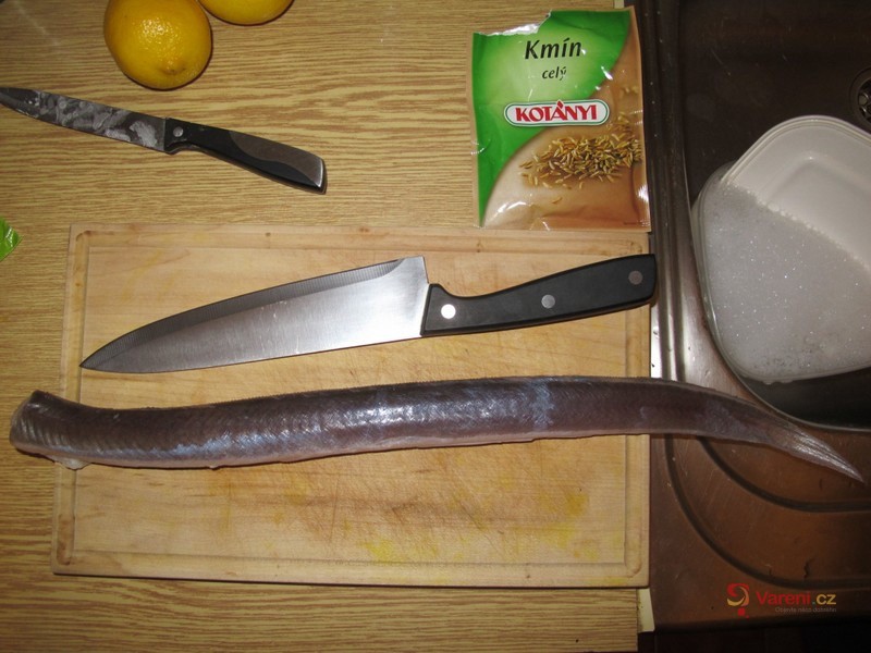 Úhoř na kmíně - fotografie 4