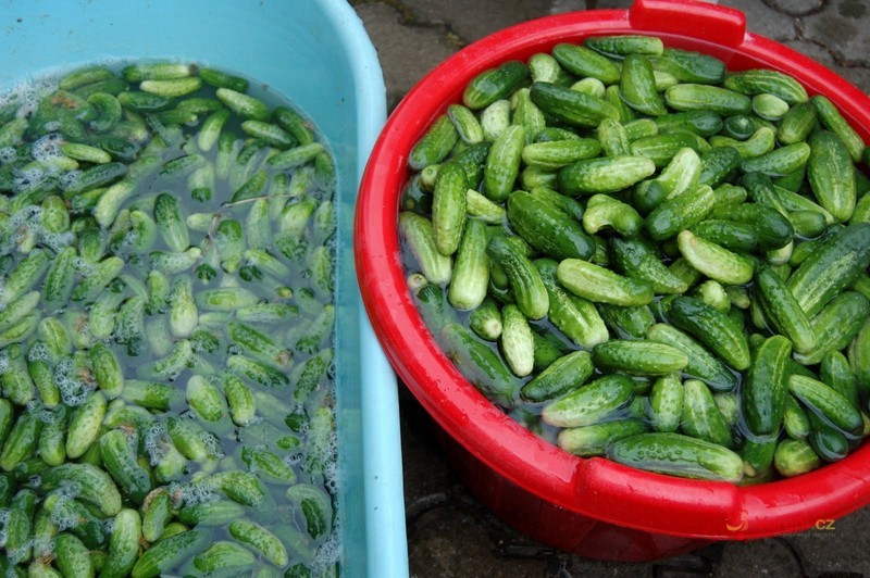 Znojemské okurky - fotografie 2