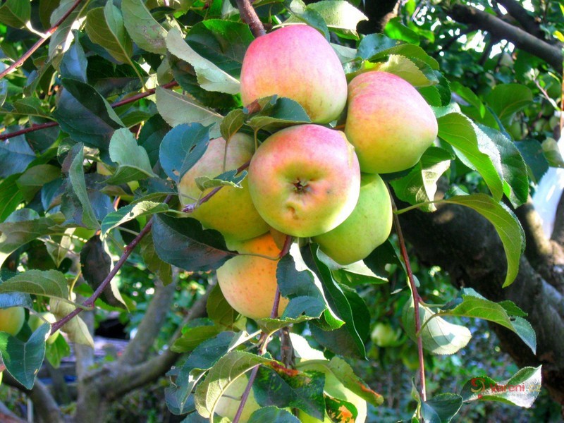 Sušená jablka - křížaly - fotografie 2