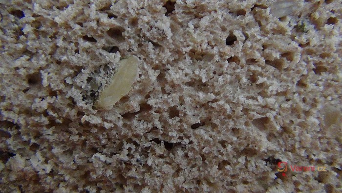 Pšenično-žitný chléb se semínky z domácí pekárny - fotografie 3