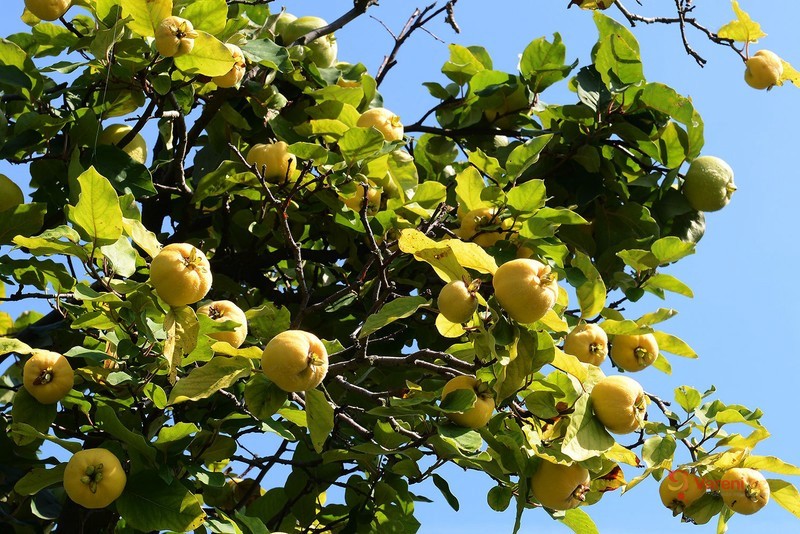 Marmeláda z kdoulí a pomerančové želé - fotografie 3