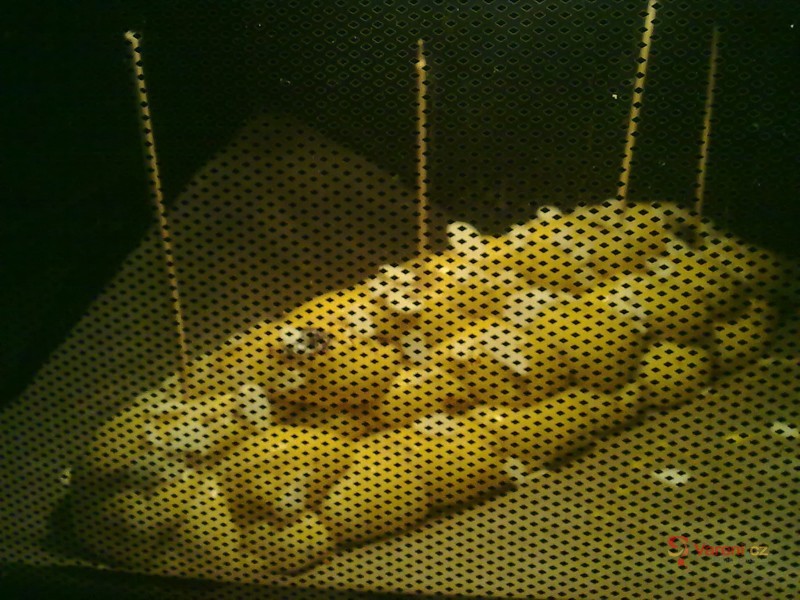 Vánočka nebo mazanec - fotografie 5