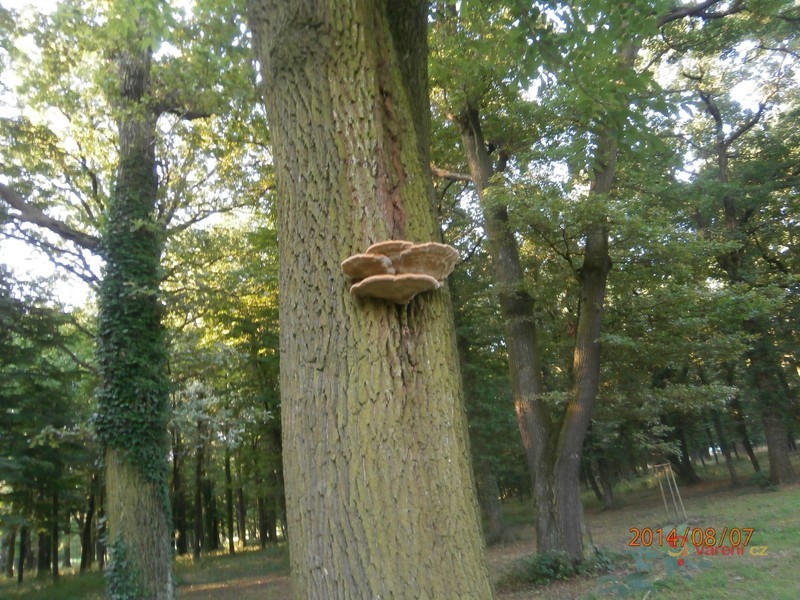 Guláš z pstřeně dubového - fotografie 2