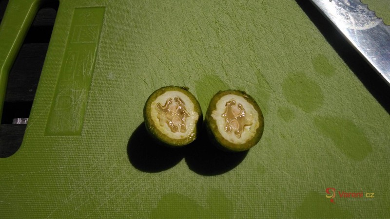 Ořechovka - svatojánský ořechový likér - fotografie 5