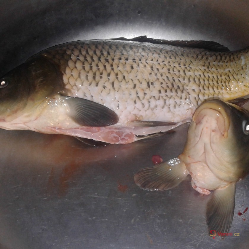 Smažený vánoční kapr - fotografie 5