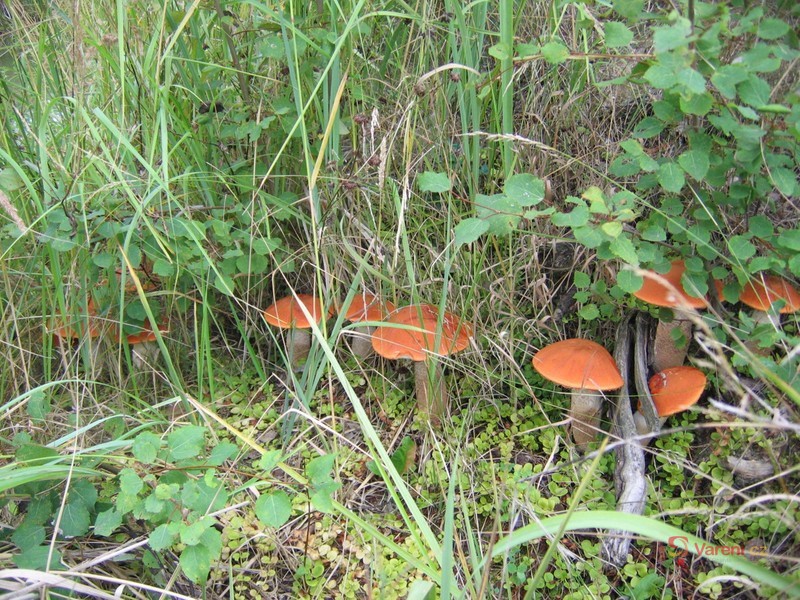 Ovar z křemenáčů - fotografie 2