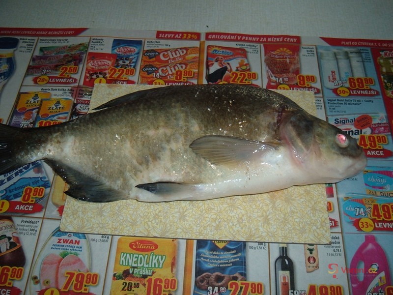 Smažený cejn s křenem - fotografie 2