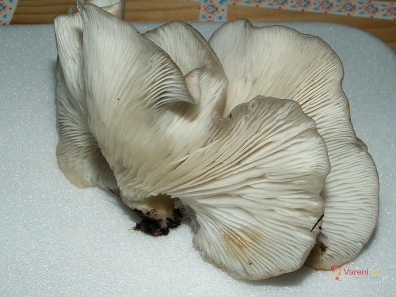 Omáčka z hlívy ústřičné - fotografie 3