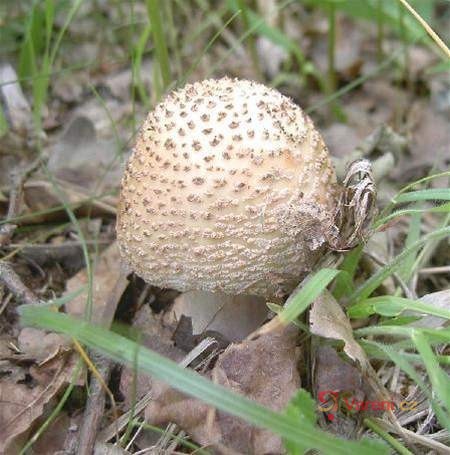 Plněné růžovky - fotografie 2