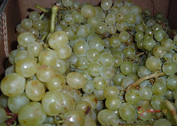 Hroznový kompot - fotografie 3