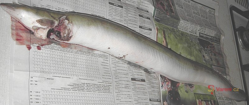 Úhoř po pstružském způsobu - fotografie 2