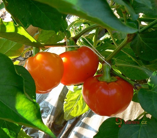 Alma papriky plněné rozinkami - fotografie 2