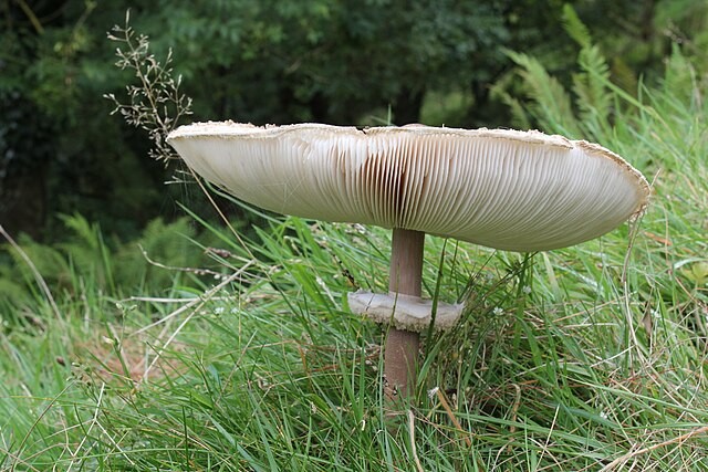 Bedla vysoka WikimediaCommons